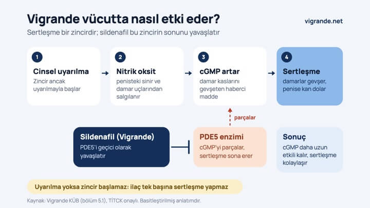 Vigrande vücutta nasıl etki eder? (grafik önizlemesi)